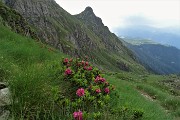 87 Rododenri rossi nella verde Valpianella